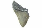 Partial, Fossil Megalodon Tooth - Serrated Blade #374081-1